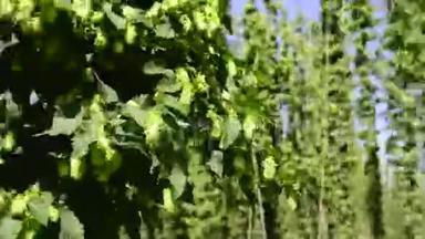 绿色新鲜啤酒花锥，用于制作啤酒和面包特写。 农业背景。 时间推移